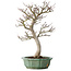 Acer palmatum Shishigashira, 53 cm, ± 30 jaar oud, in een gebroken pot, met een nebari van 12 cm