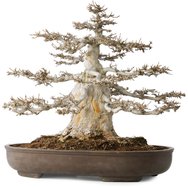 Acer buergerianum, 45 cm, ± 35 jaar oud, 32 cm