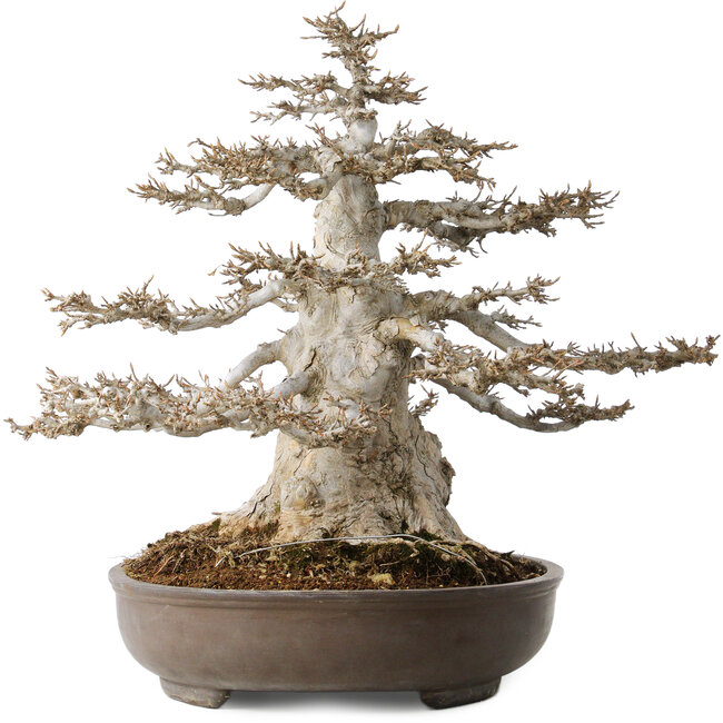 Acer buergerianum, 45 cm, ± 35 years old, 32 cm