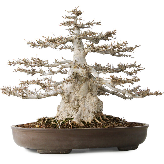 Acer buergerianum, 45 cm, ± 35 jaar oud, 32 cm