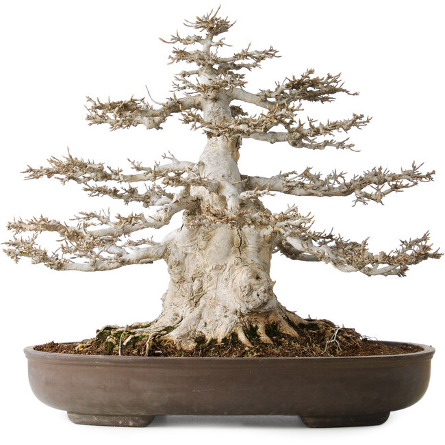 Acer buergerianum, 45 cm, ± 35 Jahre alt, 32 cm