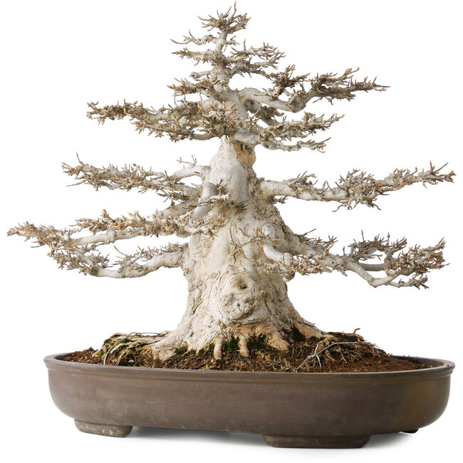 Acer buergerianum, 45 cm, ± 35 Jahre alt, 32 cm