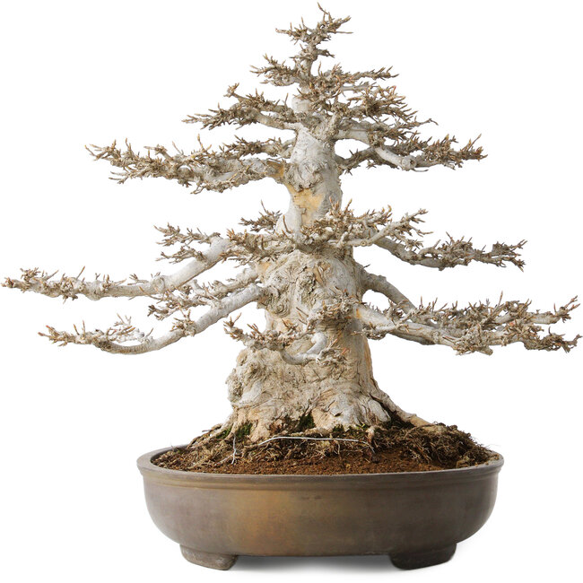 Acer buergerianum, 45 cm, ± 35 ans, 32 cm