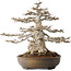 Acer buergerianum, 45 cm, ± 35 ans, 32 cm