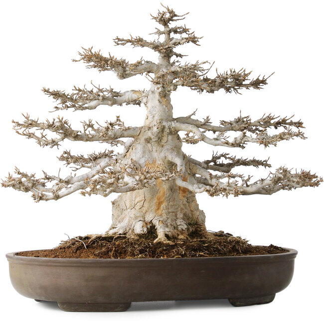 Acer buergerianum, 45 cm, ± 35 anni, 32 cm