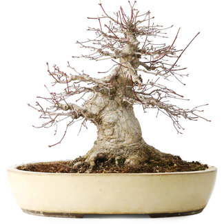  Yamaaki Acer palmatum, 32 cm, ± 40 jaar oud