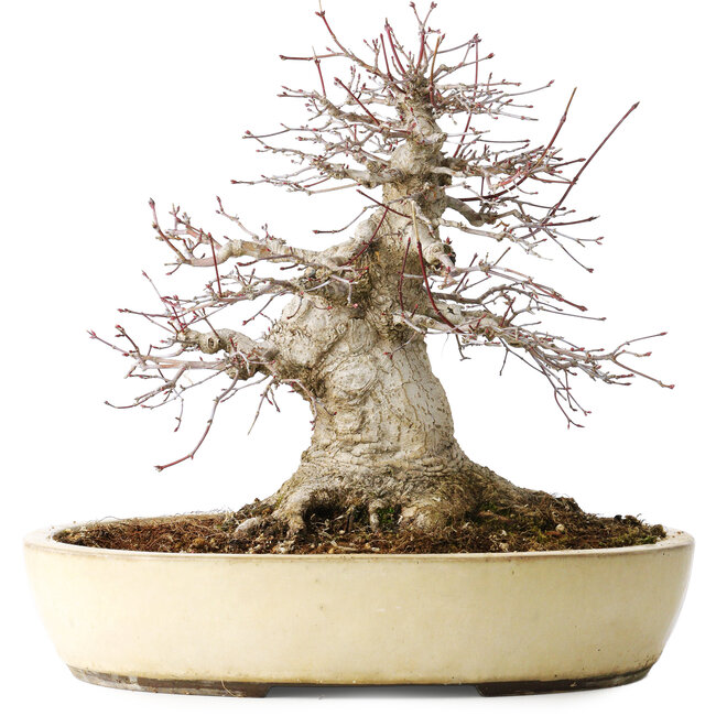 Acer palmatum, 32 cm, ± 40 anni, che mostra una notevole età, con un buon movimento in una bella forma compatta, con un nebari di 23 cm, in un vaso giapponese fatto a mano da Yamaaki