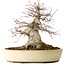 Acer palmatum, 32 cm, ± 40 anni, che mostra una notevole età, con un buon movimento in una bella forma compatta, con un nebari di 23 cm, in un vaso giapponese fatto a mano da Yamaaki