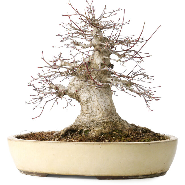 Acer palmatum, 32 cm, ± 40 ans, montrant un grand âge, avec un bon mouvement dans une belle forme compacte, avec un nebari de 23 cm, dans un pot japonais fait main par Yamaaki