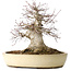 Acer palmatum, 32 cm, ± 40 anni, che mostra una notevole età, con un buon movimento in una bella forma compatta, con un nebari di 23 cm, in un vaso giapponese fatto a mano da Yamaaki