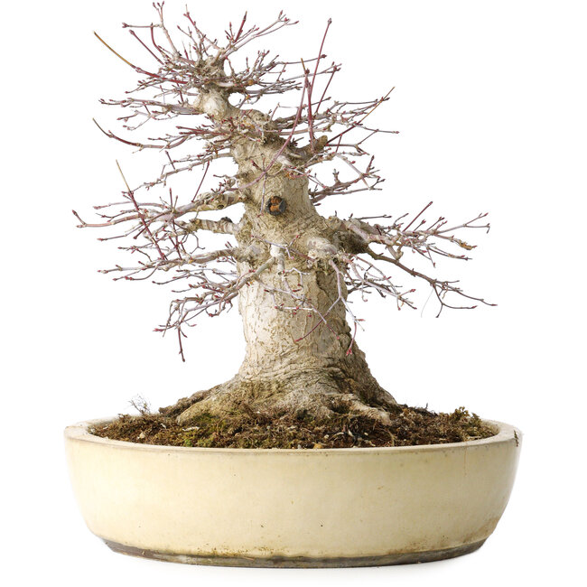 Acer palmatum, 32 cm, ± 40 Jahre alt, zeigt ein hohes Alter, mit guter Bewegung in einer schönen kompakten Form, mit einem Nebari von 23 cm, in einem handgefertigten japanischen Topf von Yamaaki
