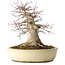 Acer palmatum, 32 cm, ± 40 anni, che mostra una notevole età, con un buon movimento in una bella forma compatta, con un nebari di 23 cm, in un vaso giapponese fatto a mano da Yamaaki
