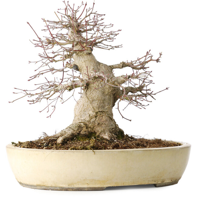 Acer palmatum, 32 cm, ± 40 años, mostrando gran edad, con buen movimiento en una hermosa forma compacta, con un nebari de 23 cm, en una maceta japonesa hecha a mano por Yamaaki