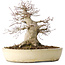 Acer palmatum, 32 cm, ± 40 anni, che mostra una notevole età, con un buon movimento in una bella forma compatta, con un nebari di 23 cm, in un vaso giapponese fatto a mano da Yamaaki