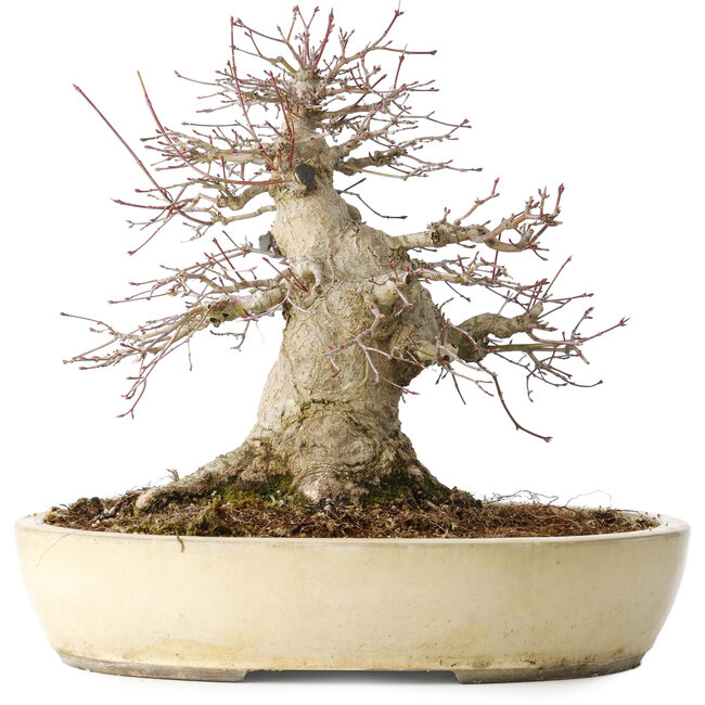 Acer palmatum, 32 cm, ± 40 years old, showing great age, with good movement in a beautiful compact shape, with a nebari of 23 cm, in a handmade Japanese pot by Yamaaki