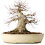 Acer palmatum, 32 cm, ± 40 anni, che mostra una notevole età, con un buon movimento in una bella forma compatta, con un nebari di 23 cm, in un vaso giapponese fatto a mano da Yamaaki
