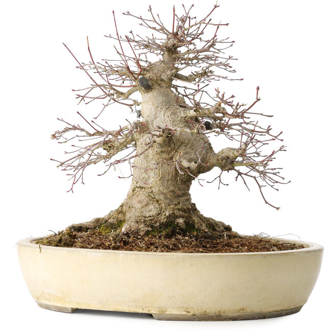 Acer palmatum, 32 cm, ± 40 anni, che mostra una notevole età, con un buon movimento in una bella forma compatta, con un nebari di 23 cm, in un vaso giapponese fatto a mano da Yamaaki