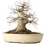 Acer palmatum, 32 cm, ± 40 anni, che mostra una notevole età, con un buon movimento in una bella forma compatta, con un nebari di 23 cm, in un vaso giapponese fatto a mano da Yamaaki