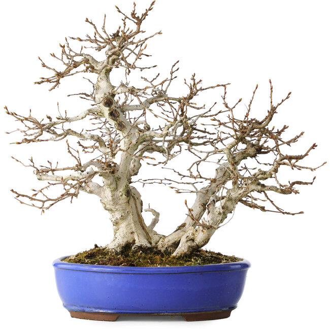 Carpinus coreana, 38 cm, ± 35 jaar oud, met een nebari van 15 cm
