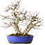 Carpinus coreana, 38 cm, ± 35 jaar oud, met een nebari van 15 cm