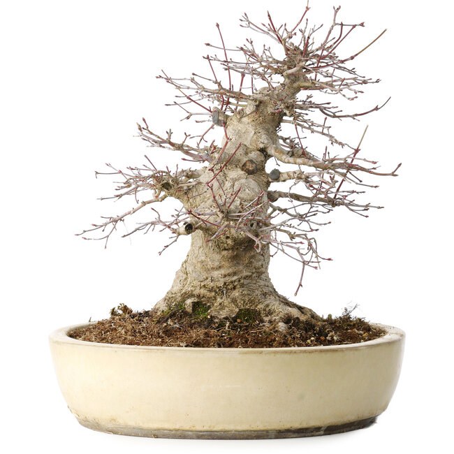 Acer palmatum, 32 cm, ± 40 ans, montrant un grand âge, avec un bon mouvement dans une belle forme compacte, avec un nebari de 23 cm, dans un pot japonais fait main par Yamaaki