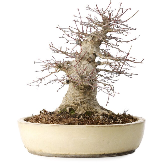 Acer palmatum, 32 cm, ± 40 Jahre alt, zeigt ein hohes Alter, mit guter Bewegung in einer schönen kompakten Form, mit einem Nebari von 23 cm, in einem handgefertigten japanischen Topf von Yamaaki