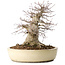 Acer palmatum, 32 cm, ± 40 anni, che mostra una notevole età, con un buon movimento in una bella forma compatta, con un nebari di 23 cm, in un vaso giapponese fatto a mano da Yamaaki