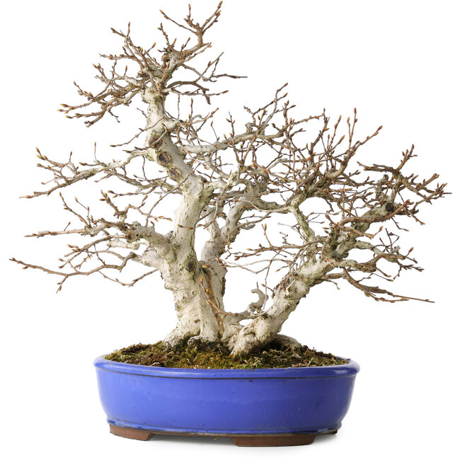 Carpinus coreana, 38 cm, ± 35 años, con un nebari de 15 cm