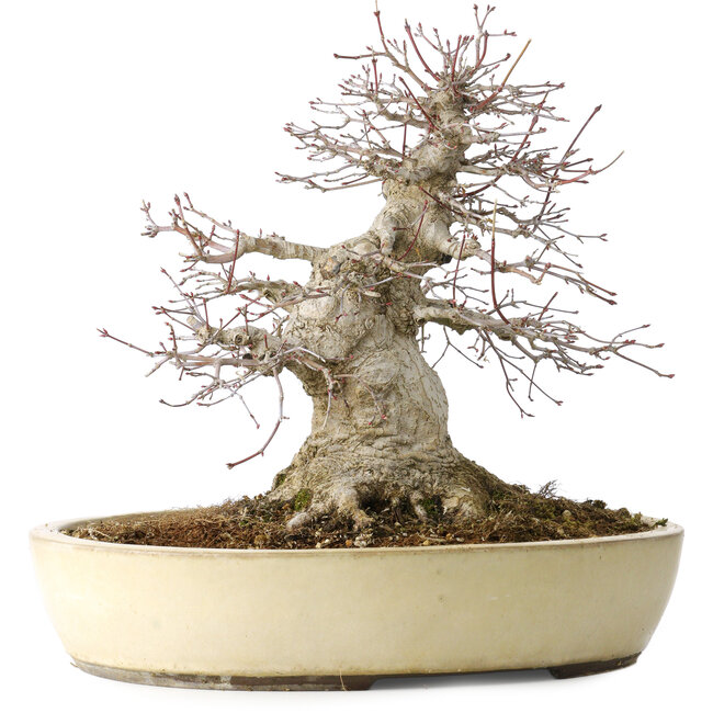 Acer palmatum, 32 cm, ± 40 Jahre alt, zeigt ein hohes Alter, mit guter Bewegung in einer schönen kompakten Form, mit einem Nebari von 23 cm, in einem handgefertigten japanischen Topf von Yamaaki