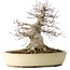 Acer palmatum, 32 cm, ± 40 anni, che mostra una notevole età, con un buon movimento in una bella forma compatta, con un nebari di 23 cm, in un vaso giapponese fatto a mano da Yamaaki