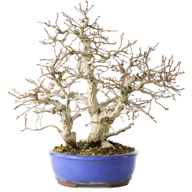 Carpinus coreana, 38 cm, ± 35 ans, avec un nebari de 15 cm