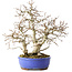 Carpinus coreana, 38 cm, ± 35 jaar oud, met een nebari van 15 cm