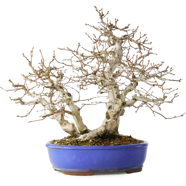 Carpinus coreana, 38 cm, ± 35 años, con un nebari de 15 cm