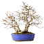 Carpinus coreana, 38 cm, ± 35 jaar oud, met een nebari van 15 cm