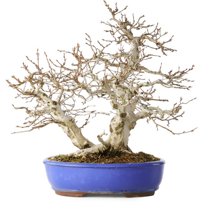 Carpinus coreana, 38 cm, ± 35 años, con un nebari de 15 cm