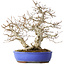 Carpinus coreana, 38 cm, ± 35 jaar oud, met een nebari van 15 cm