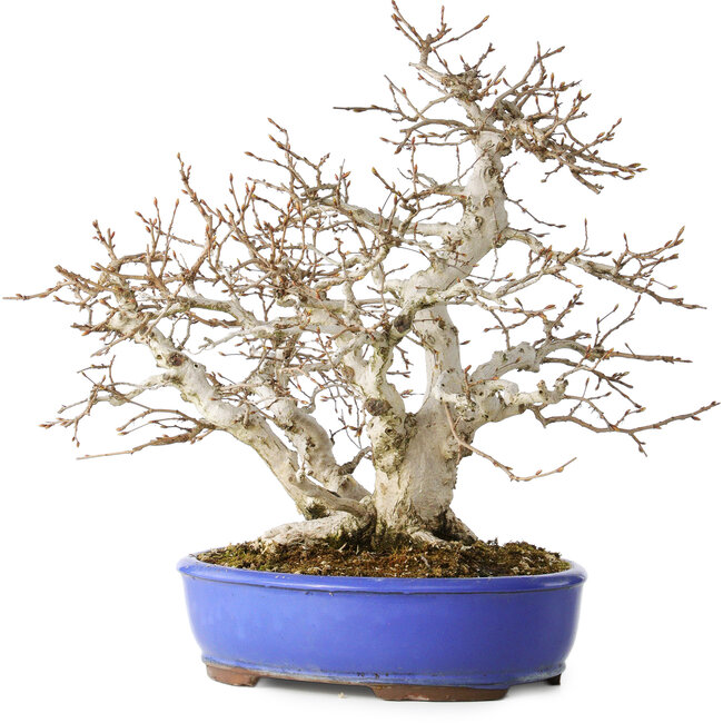 Carpinus coreana, 38 cm, ± 35 ans, avec un nebari de 15 cm