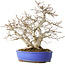 Carpinus coreana, 38 cm, ± 35 jaar oud, met een nebari van 15 cm