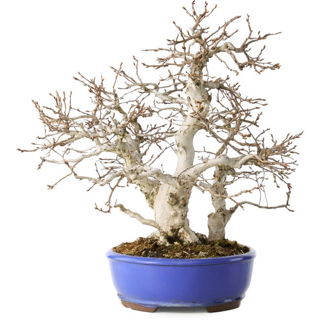 Carpinus coreana, 38 cm, ± 35 years old, with a nebari of 15 cm