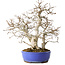 Carpinus coreana, 38 cm, ± 35 jaar oud, met een nebari van 15 cm