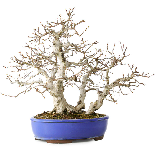 Carpinus coreana, 38 cm, ± 35 ans, avec un nebari de 15 cm