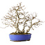 Carpinus coreana, 38 cm, ± 35 jaar oud, met een nebari van 15 cm