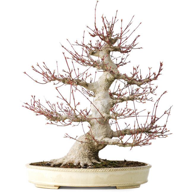 Acer palmatum, 52 cm, ± 40 jaar oud, met een nebari van 26 cm, met een goede vertakking, goede veroudering zichtbaar op de stam en takken en een zeer goede radiaal verdeelde nebari