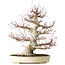 Acer palmatum, 52 cm, ± 40 jaar oud, met een nebari van 26 cm, met een goede vertakking, goede veroudering zichtbaar op de stam en takken en een zeer goede radiaal verdeelde nebari