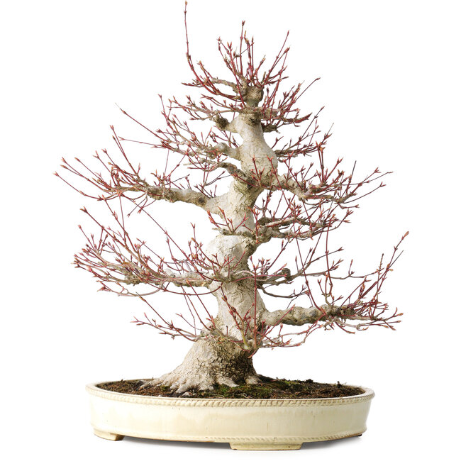 Acer palmatum, 52 cm, ± 40 jaar oud, met een nebari van 26 cm, met een goede vertakking, goede veroudering zichtbaar op de stam en takken en een zeer goede radiaal verdeelde nebari