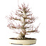 Acer palmatum, 52 cm, ± 40 jaar oud, met een nebari van 26 cm, met een goede vertakking, goede veroudering zichtbaar op de stam en takken en een zeer goede radiaal verdeelde nebari