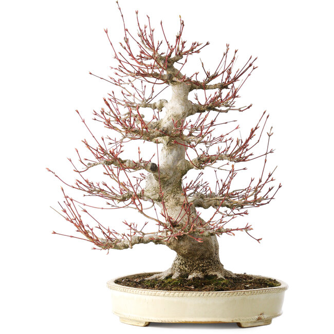 Acer palmatum, 52 cm, ± 40 años, con un nebari de 26 cm, con una buena ramificación, buen envejecimiento visible en el tronco y las ramas, y un muy buen nebari distribuido radialmente.