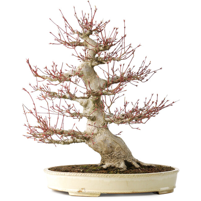 Acer palmatum, 52 cm, ± 40 años, con un nebari de 26 cm, con una buena ramificación, buen envejecimiento visible en el tronco y las ramas, y un muy buen nebari distribuido radialmente.