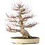 Acer palmatum, 52 cm, ± 40 jaar oud, met een nebari van 26 cm, met een goede vertakking, goede veroudering zichtbaar op de stam en takken en een zeer goede radiaal verdeelde nebari