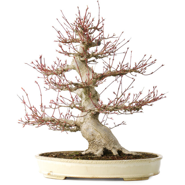 Acer palmatum, 52 cm, ± 40 years old, with a nebari of 26 cm, with a good ramification, good aging visible on the trunk and branches, and a very good radially distributed nebari